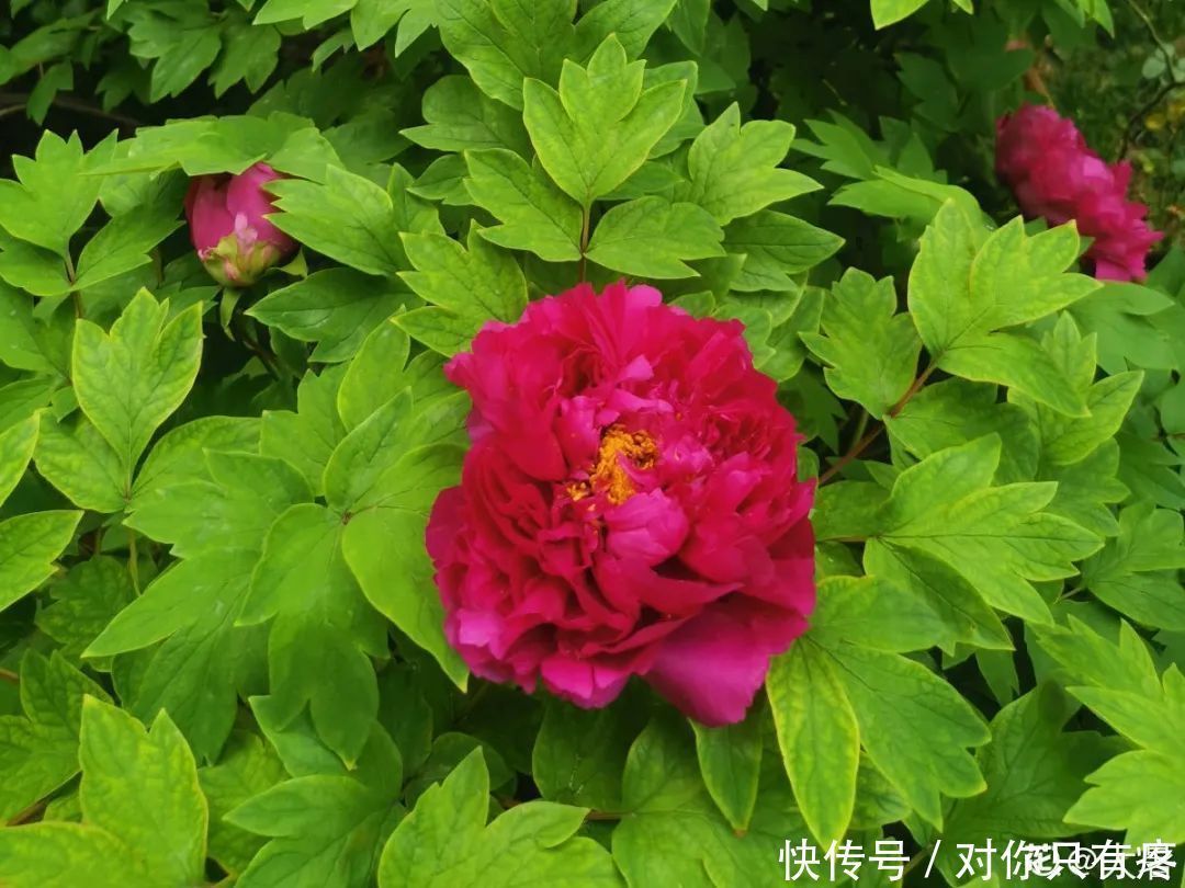 养花爱花2021赏花日历,看好这一篇,不会错过花期