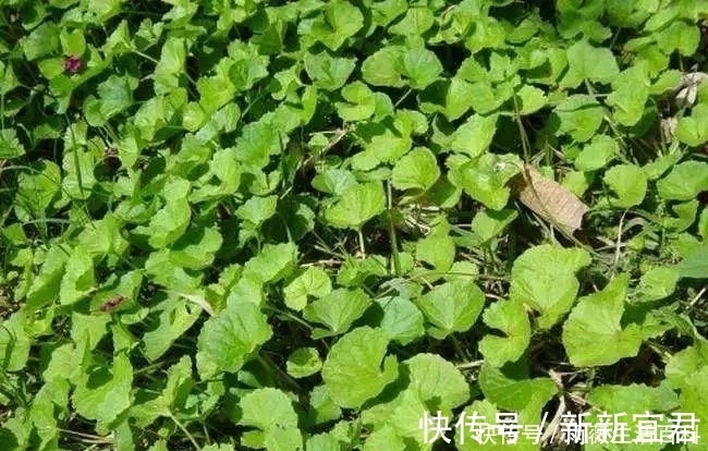 积雪|农村有种野草,可凉拌吃可药用30元一斤,农民却不知当杂草除掉