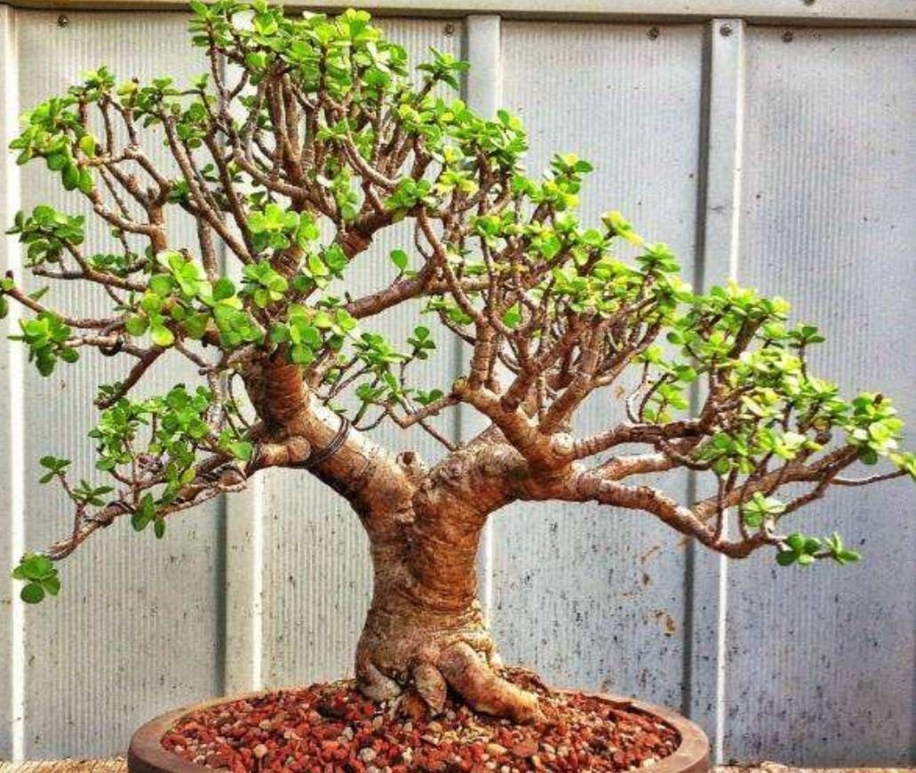 需要穷养的四种花,小盆养,多太阳,养成大老桩,颜值高高