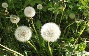 身体|她每天用蒲公英泡水喝，不到半个月身体有5大惊喜出现！