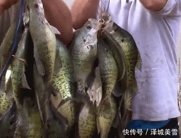 野河钓上2串鱼,既不是鲫鱼也不少鲤鱼,网友说是鳜鱼,价格贵