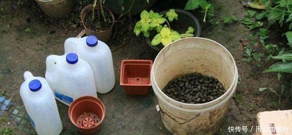 “1种水”浇君子兰，7天冒出“大白根”，让你家的花更美观