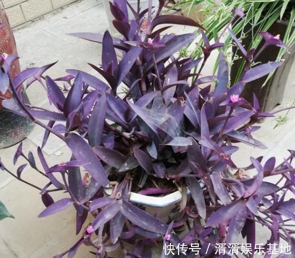 重视健康不喜欢运动在家养紫竹梅，注意3点净化作用明显