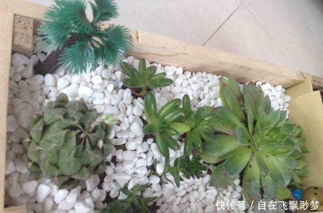 叶片|9元以下既便宜又好看的多肉普货,超级适合新手入坑