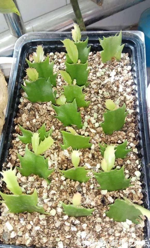 茶花|最近1个月,5种花赶紧“扦插”,生根快、长得旺,错过等明年