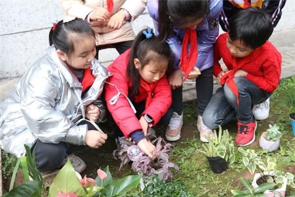 雨城区汉碑慈济小学开展“3.12”植树节系列活动