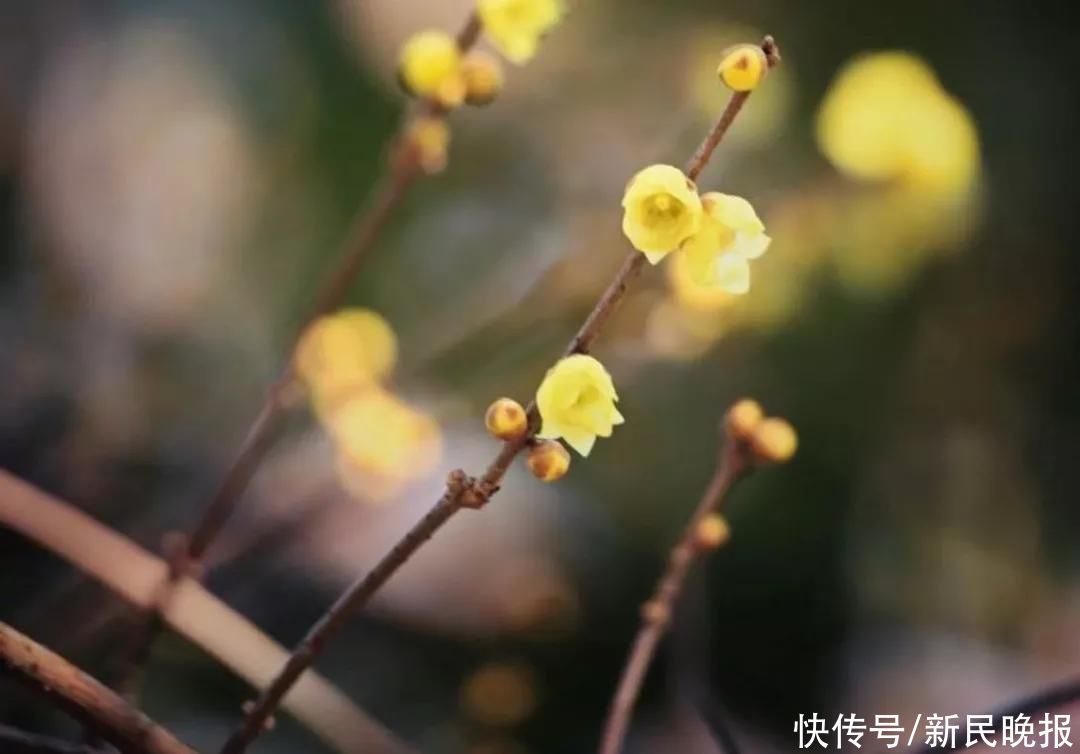 腊梅|秋叶还舍不得走，上海植物园第一朵腊梅开了