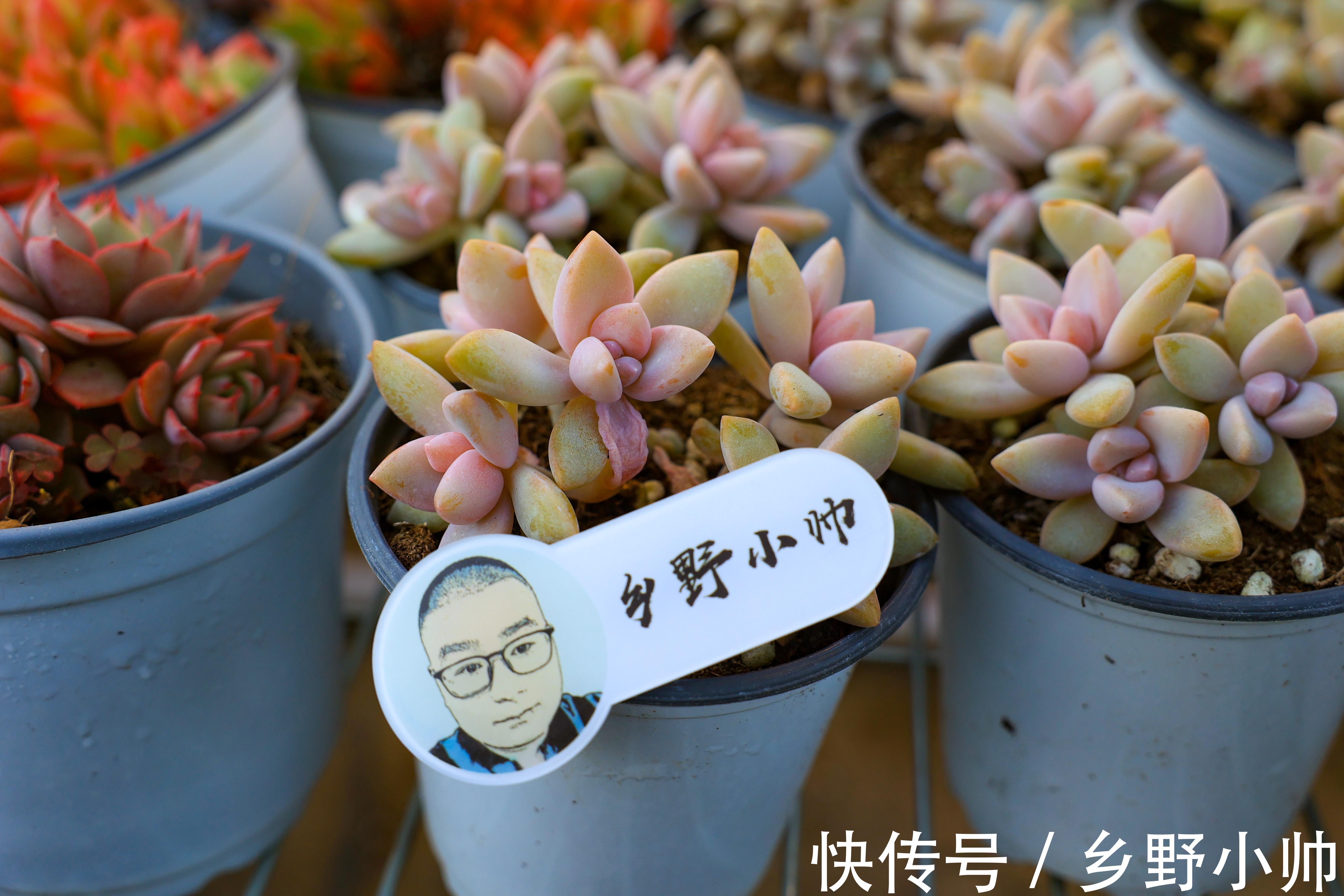 冬天多肉不好服盆?学会这些种植技巧,冬天多肉也可以很美