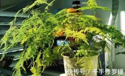 冬月大雪后,养什么花?以下3种花,寓意幸福安康快乐无疆