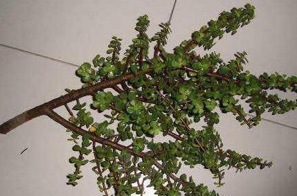 金枝玉叶这么养,长势旺,枝繁叶茂又漂亮!