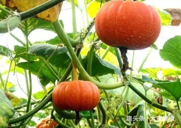 刚毛|1根南瓜蒂，治病大功效！南瓜蒂的5大功效，横扫身体5种疾病！