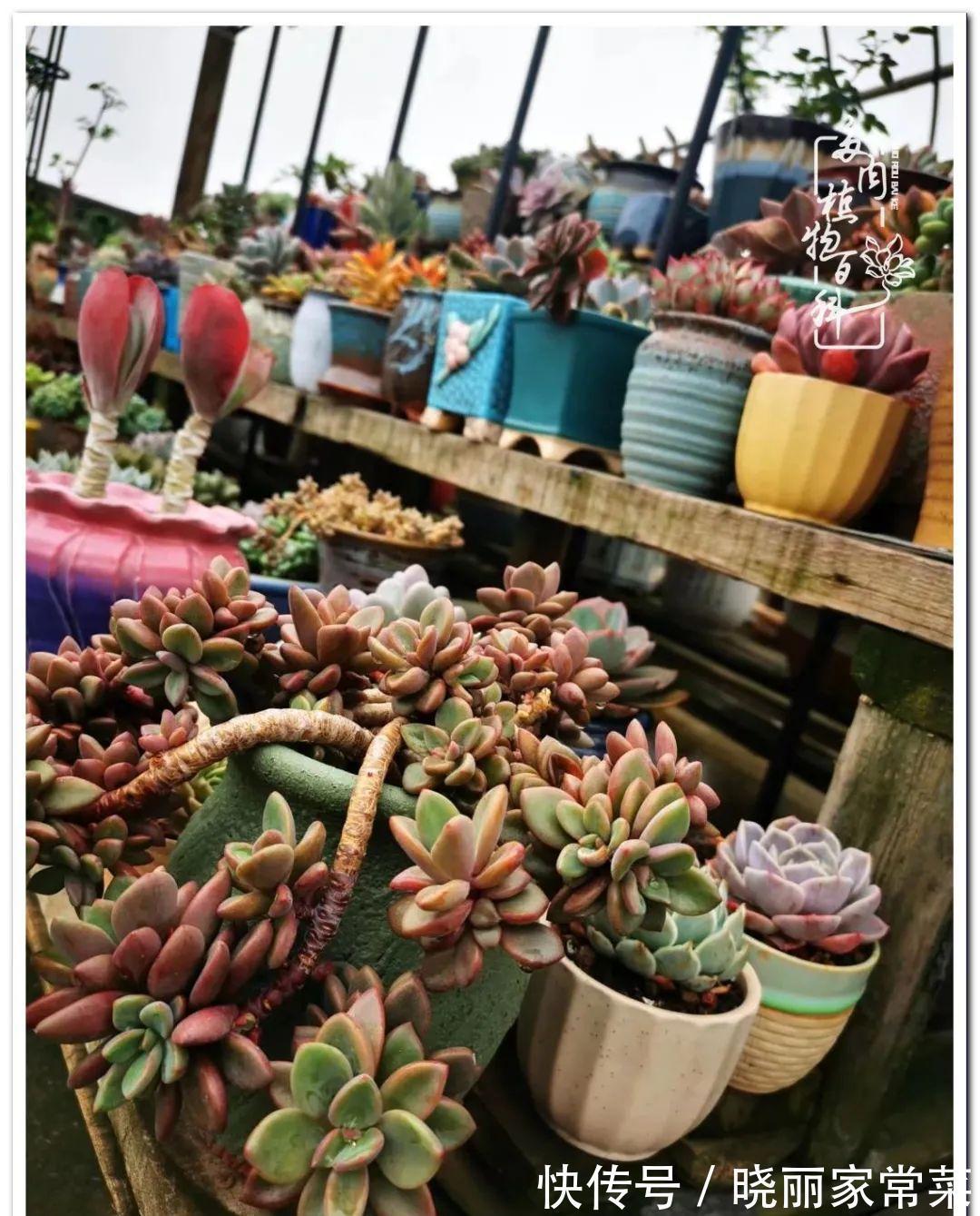 多肉之路,让我沉醉,浮世三千,有肉就欢!