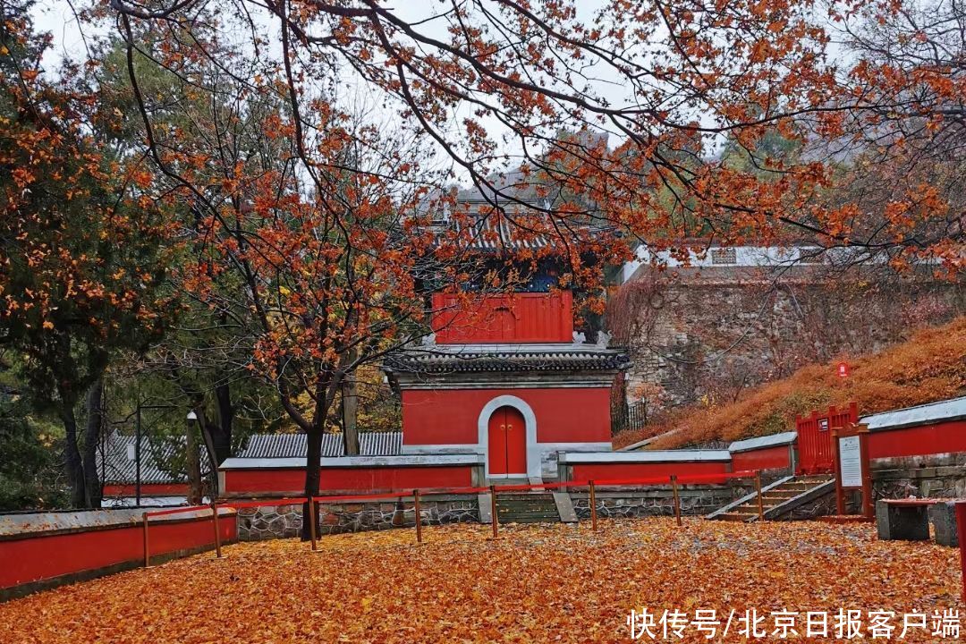 冬雨|首场冬雨打落红叶，为香山铺上深秋地毯