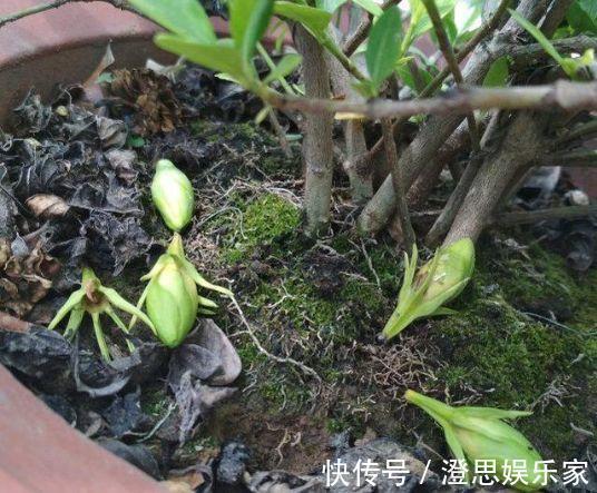 叶子|长寿的花苞迟迟不开用它喷两次，很快就能鼓起来！