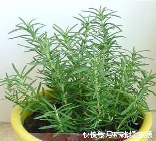 蚊虫不喜欢这种花，现在养养一盆，夏天连蚊香钱都省了