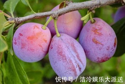 排毒|对女人最好的水果,用它榨汁每天喝一杯,排毒美容、补血、抗衰老