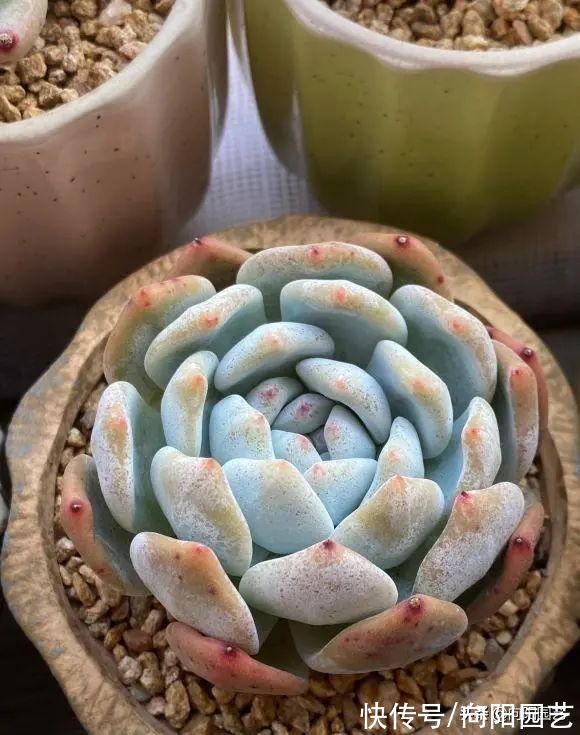 多肉植物，10大养护技巧，只要你能学会，14天“绿叶变红叶”