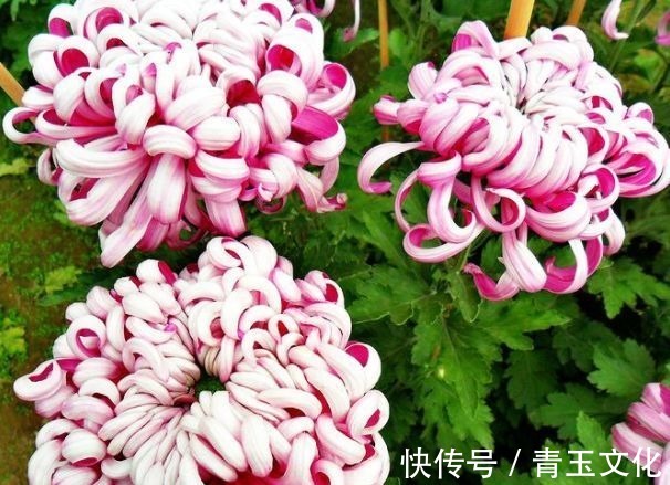 月季花|喜欢养菊花，就养盆“名贵菊花”，花开“紫凤牡丹”，如凤凰飞舞