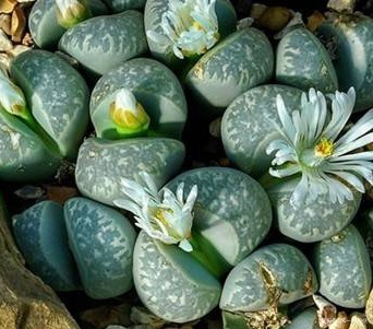 家养多肉有讲究，养花高手给出三个建议，养出老桩太轻松