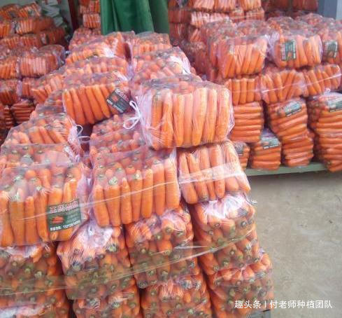 不糠心|胡萝卜收获后怎样贮藏学会这两个方法,胡萝卜不失水不糠心