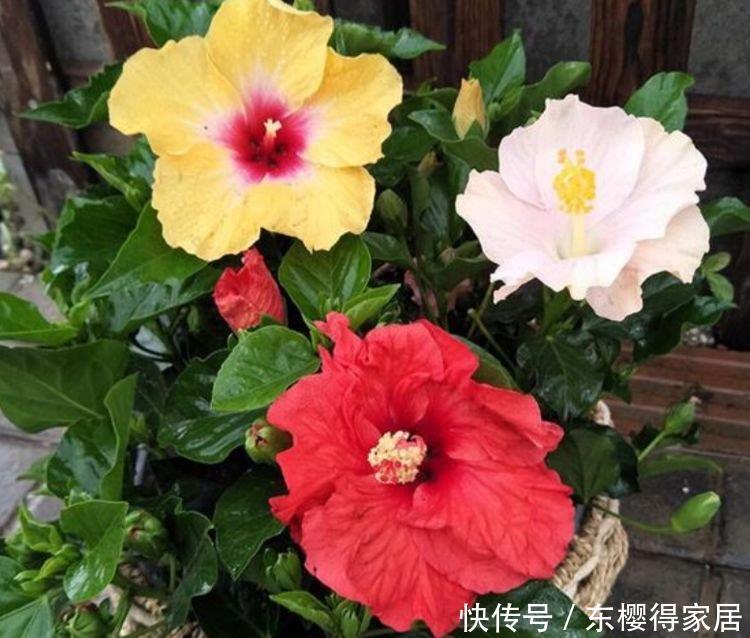 自带香味的“3种花”,家里摆1盆,花香四溢,花朵烂漫迷人