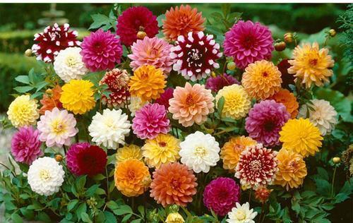 仙人球|5月逛花市,这些花别错过,号称“开花机器”,皮实好养耐晒耐热