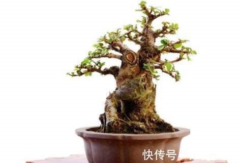 传家宝|阳台再小,也能养3种树,小盆就能养,个个都是“传家宝”