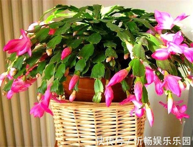 蟹爪兰花后养护很重要，仅仅修剪还不够，做好这4点，开花大又多