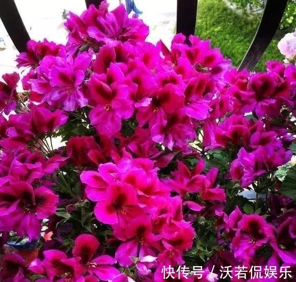 花肥|秋天的天竺葵“掐头去尾”,喂点“开花肥”,40天开花一团团