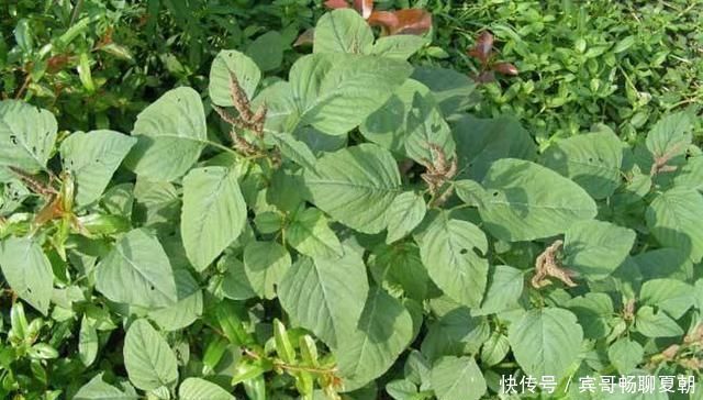 野生植物|它是高血压与近视眼的克星,学名凹头苋,农村遍地是,遇见别错过