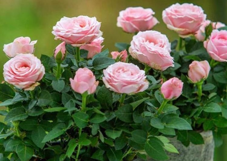 月季花|4种花养在家里,美得让人毫无抵抗力,花大色艳,全年开花不断