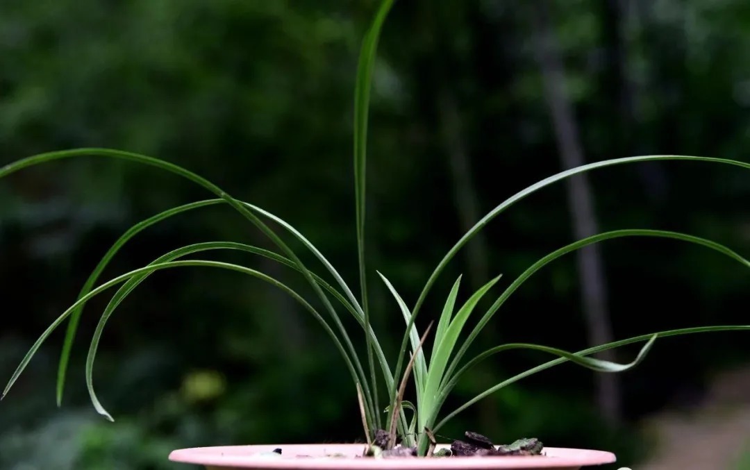 自制|养兰花的肥料可以自制吗？自制氮、磷、钾肥，真的不太难