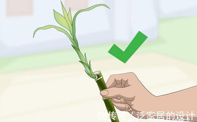 水培|富贵竹不用花钱买了，1根迅速变10根，这样扦插繁殖生长速度快