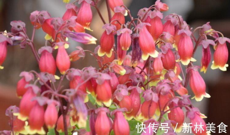 家里养此款花卉，便宜又好养，好养如绿萝，简单易成活