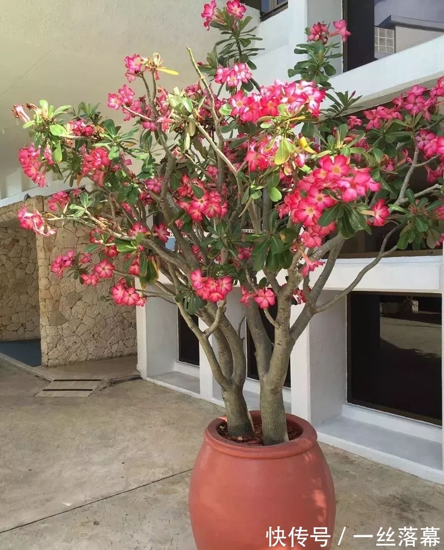 库拉索芦荟|7种“富贵花”,客厅养一盆很合适,越养越值钱,能活一百年