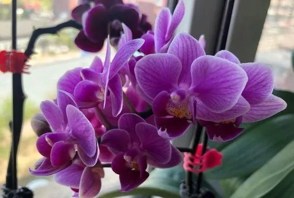 浇水|公认最难养的8种花，叶子动不动就发蔫，新手慎买！