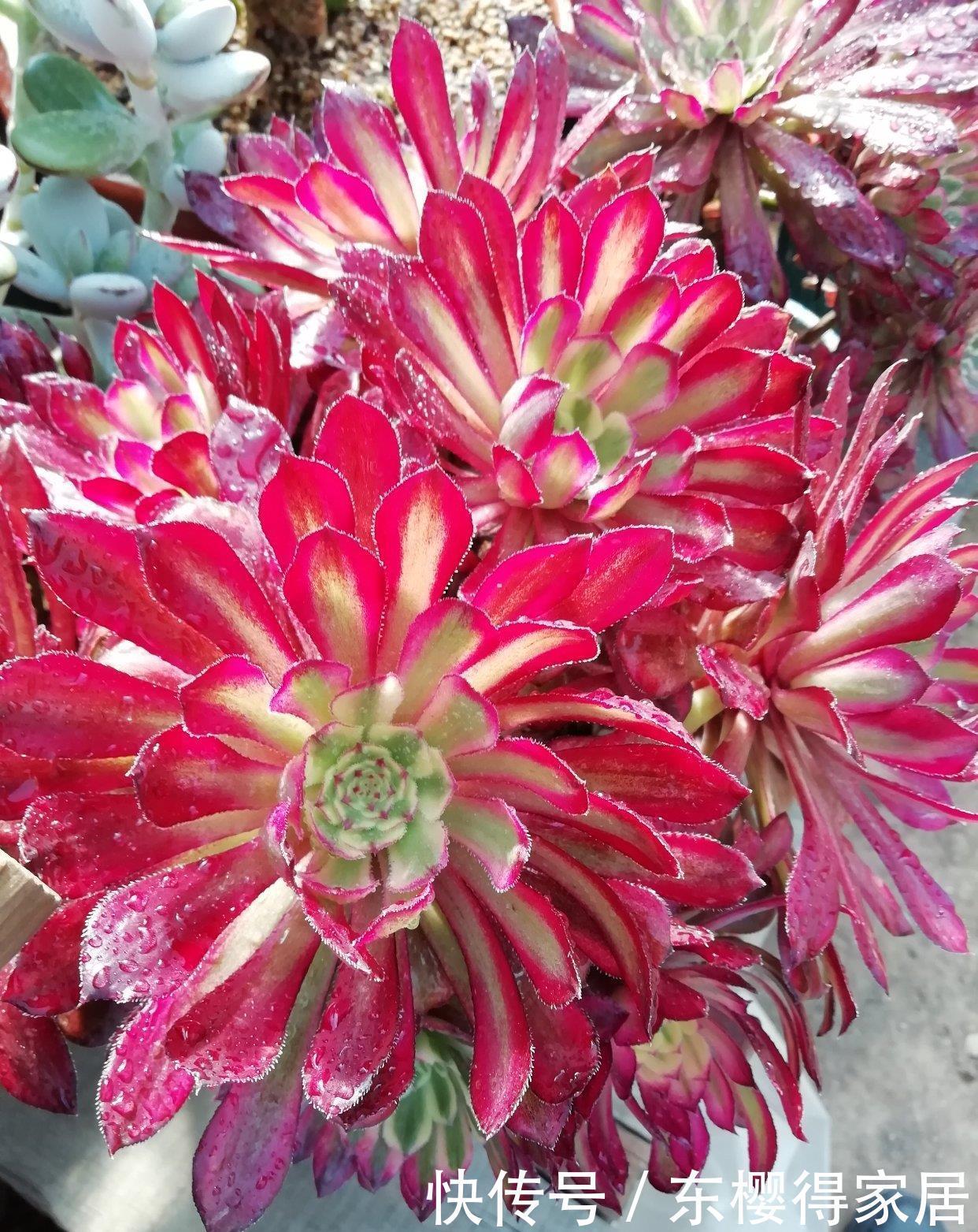 施肥|想要法师不徒长,关键在用水,叶片紧凑颜色艳,40℃也生机勃勃