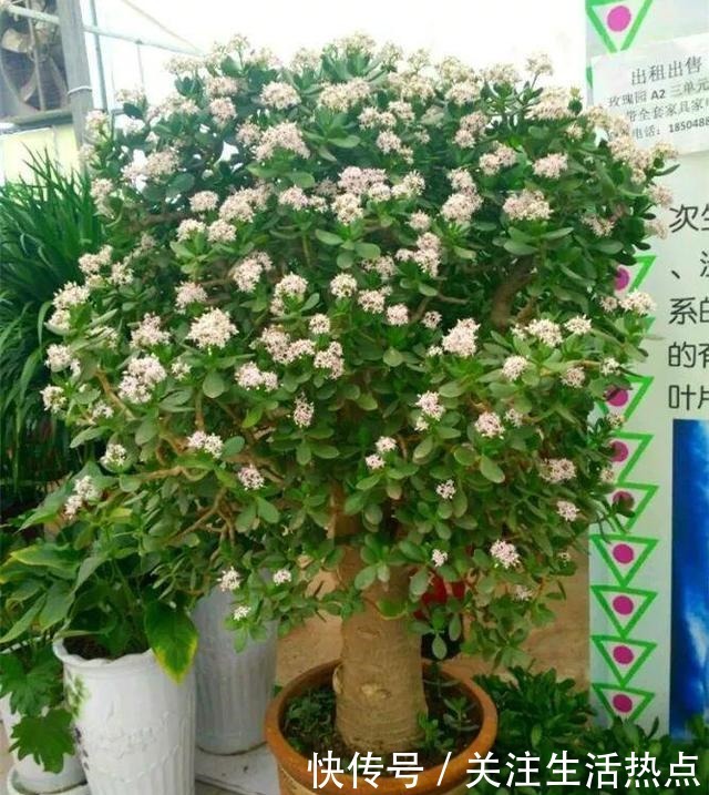 客厅养4种“树”真过瘾,几年长到2米高,懒人养“最合适”!