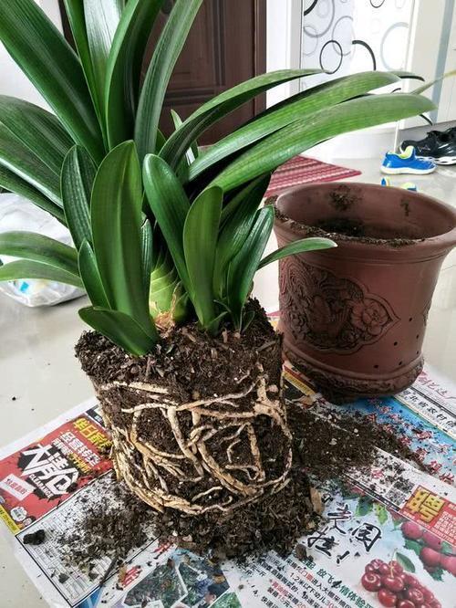 立秋后，3种花要及时“翻盆”，不然影响“生长”和开花