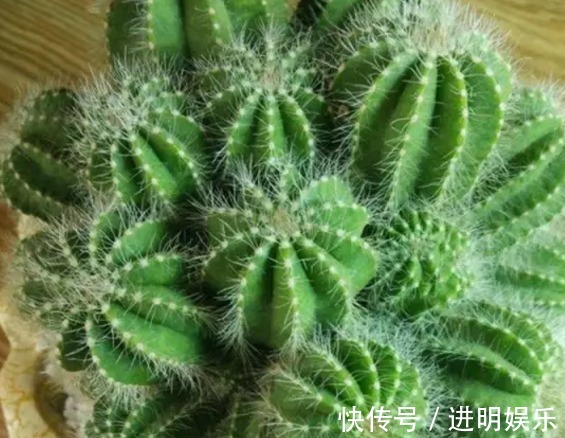 养殖|想要办公室养眼有亮色,这几种“必种”植物不能少,你有吗