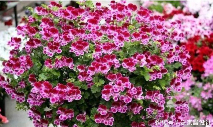 4种花,堪称花界“劳模”,花期长,开花勤,养家里,四季有花赏