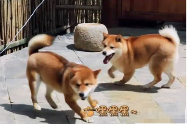 《向往的生活》中的小瓢终于被领养,节目大喜事