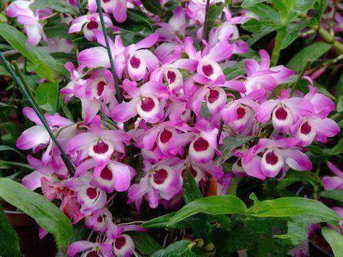 身体|对身体好的石斛兰，老中医们也爱养，赶快养一盆，长寿又健康