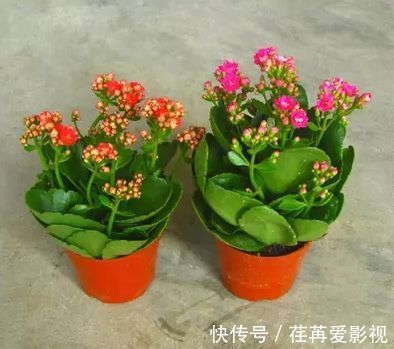 长寿花怎么养才开花，长寿花的养殖方法和诀窍你看了吗