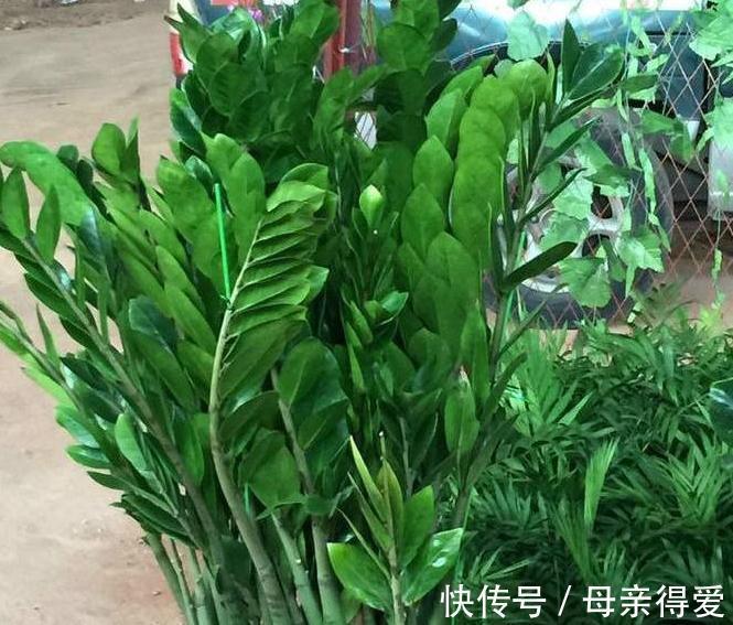 家里的3种垃圾别乱扔，学会此样做，放花盆里效果好，很实用