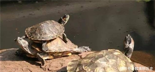 俗语:“千年的王八万年龟”,下一句才是精华,可惜十人九不知