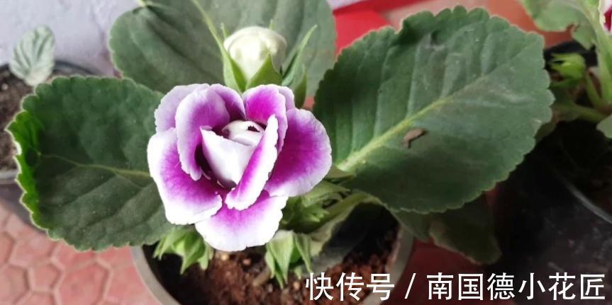 浇水|想要在家养花,想要大富大贵,不如就盆栽它,好活、寓意美