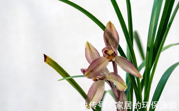 花苞|现在养兰花，记住3句“顺口溜”，叶色翠绿，花苞少不了