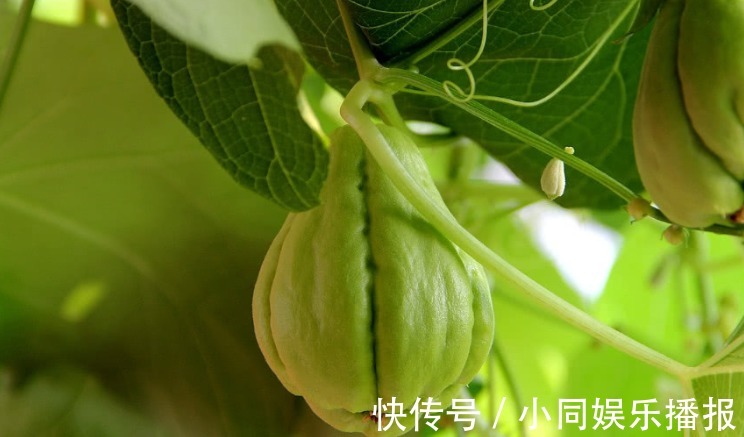 煲汤|以下水果种一次能吃一年，浑身是宝，煲汤更是一绝