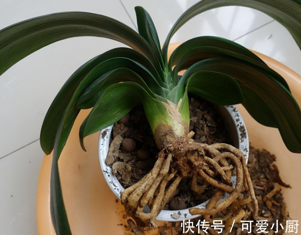 君子兰爱烂根,学会4点,快速生根,叶片翠绿挺拔